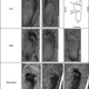 The experimental footprints.